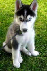 Cute Siberian Husky Puppies For Sale (320) 297-4521 Image eClassifieds4u