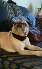 very polite fawn 4 year old (female)pug