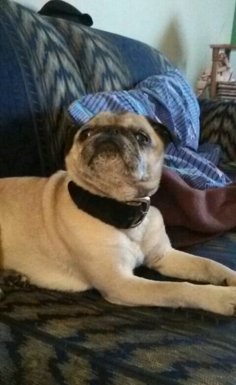 very polite fawn 4 year old (female)pug Image eClassifieds4u