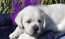 Cute labrador retriever puppies for new homes[carolinehelena51@gmail.com]