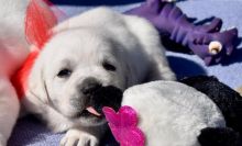 Cute labrador retriever puppies for new homes[carolinehelena51@gmail.com]