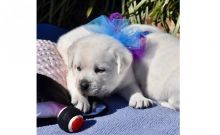 Cute labrador retriever puppies for new homes[carolinehelena51@gmail.com]