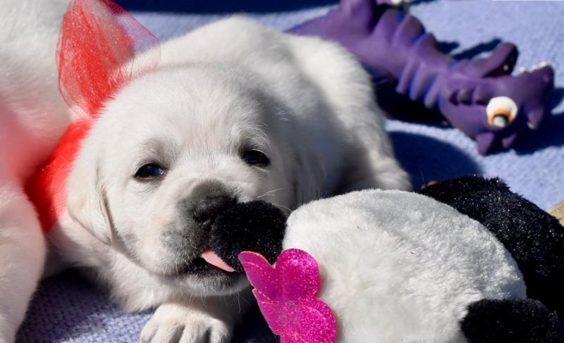 Cute labrador retriever puppies for new homes[carolinehelena51@gmail.com] Image eClassifieds4u