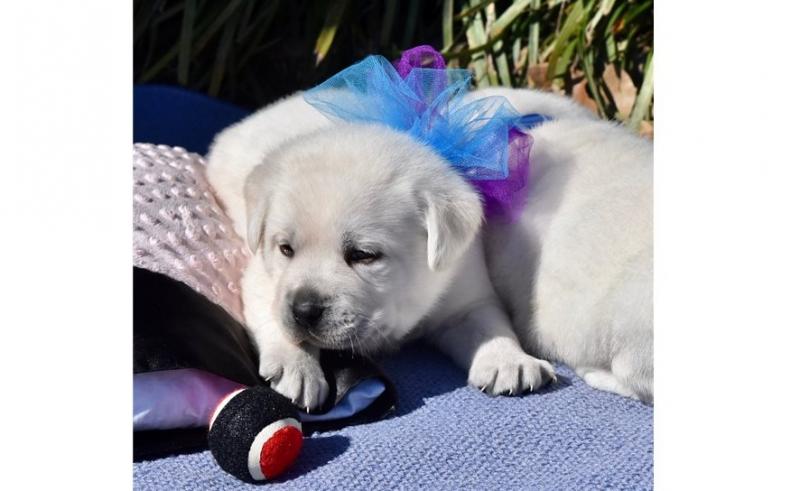 Cute labrador retriever puppies for new homes[carolinehelena51@gmail.com] Image eClassifieds4u