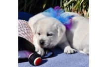 Cute labrador retriever puppies for new homes[carolinehelena51@gmail.com] Image eClassifieds4U