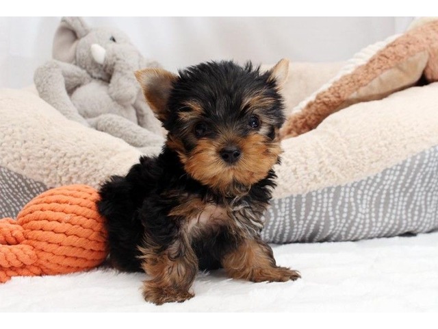 Yorkie Puppies Males & Females (785) 336-7248 Image eClassifieds4u