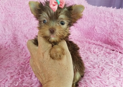Yorkie Puppies Males & Females (785) 336-7248 Image eClassifieds4u