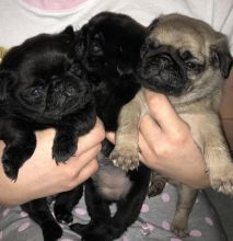 litter of KC Registered Pugs for sale