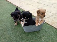 Beautiful little bundles of cuteness lovely little Chihuahua puppies