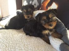 Gorgeous Yorkshire terrier puppies