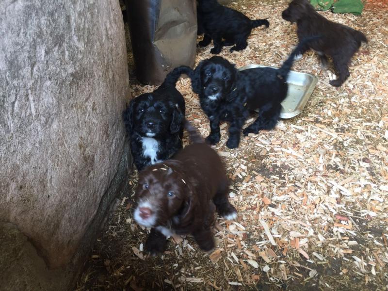 Beautiful Miniature poodle Puppies Image eClassifieds4u