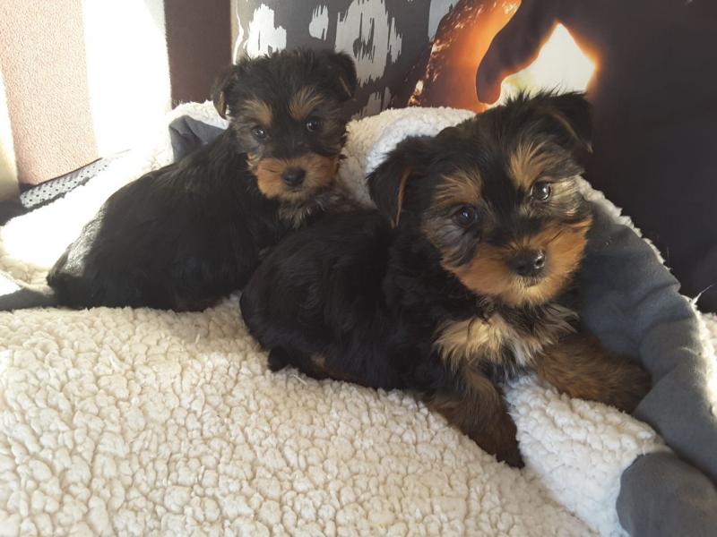 Gorgeous Yorkshire terrier puppies Image eClassifieds4u