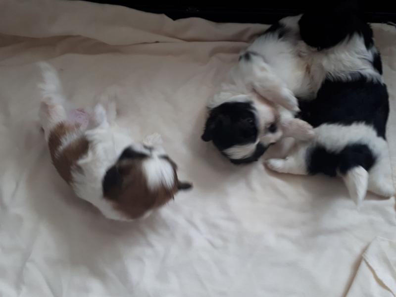 stunning litter of shih Tzu puppys for sale Image eClassifieds4u