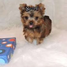 Absolutely Healthy Yorkie Puppy