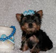 Home raised yorkie puppies for rehoming 6097380076
