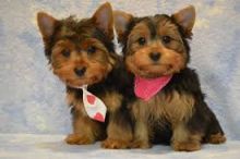 Two adorable 11 week old puppies Yorkie