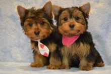 Yorkie Puppies Males & Females