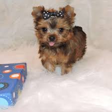 Absolutely Healthy Yorkie Puppy Image eClassifieds4u