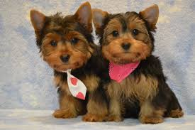 Cute Yorkie puppies Image eClassifieds4u