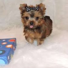 Absolutely Healthy Yorkie Puppy Image eClassifieds4U