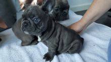 Registered French Bulldog Pups