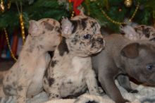 Registered French Bulldog Pups