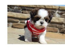 Cute and adorable male and female Shih Tzu puppies ready for new homes