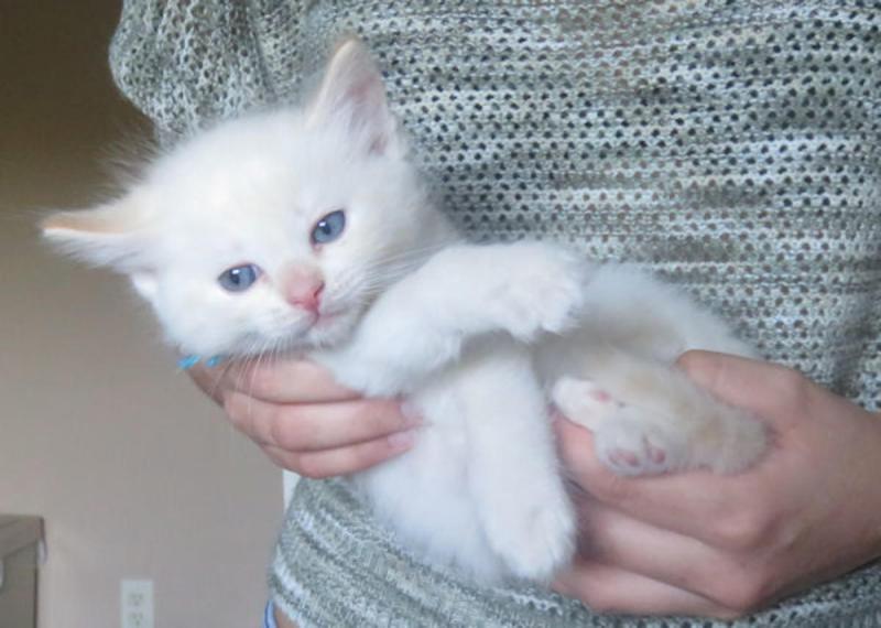 🎄🎄 Cute 🎅 Lovely 🎅 Ragdoll Kittens 🐕 For Adoption 🎄🎄Text or call (708) 928-5512 Image eClassifieds4u