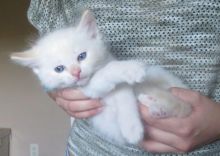 Cute Ragdoll Kittens Available For adoption Text (708) 928-5512