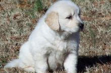 Adorable Golden Retriever puppies available