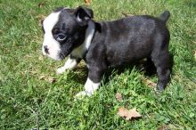 Lovable Boston terrier Puppies available