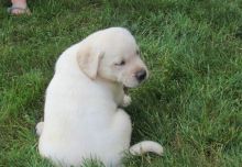 Wonderful Labrador Retrievers puppies available