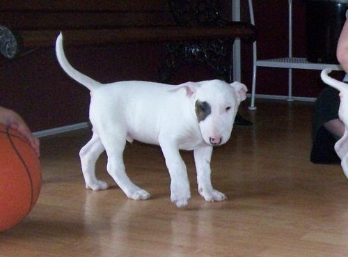 Bull Terrier Male and Female Puppies available Image eClassifieds4u