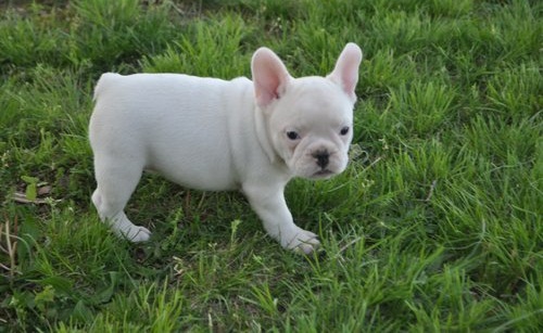 Charming French Bulldog puppies available Image eClassifieds4u