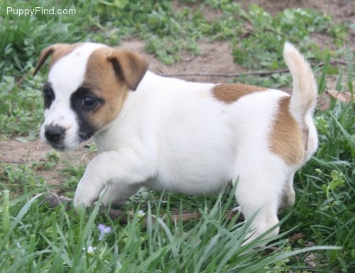 Jack Russell Terrier Puppies Available Image eClassifieds4u