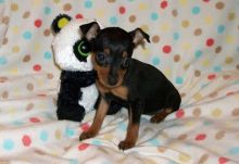 Pincher Puppies now available Image eClassifieds4U