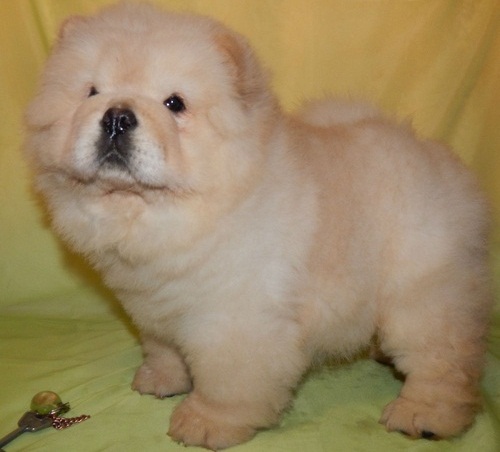 Potty Trained Chow Chow puppies available Image eClassifieds4u