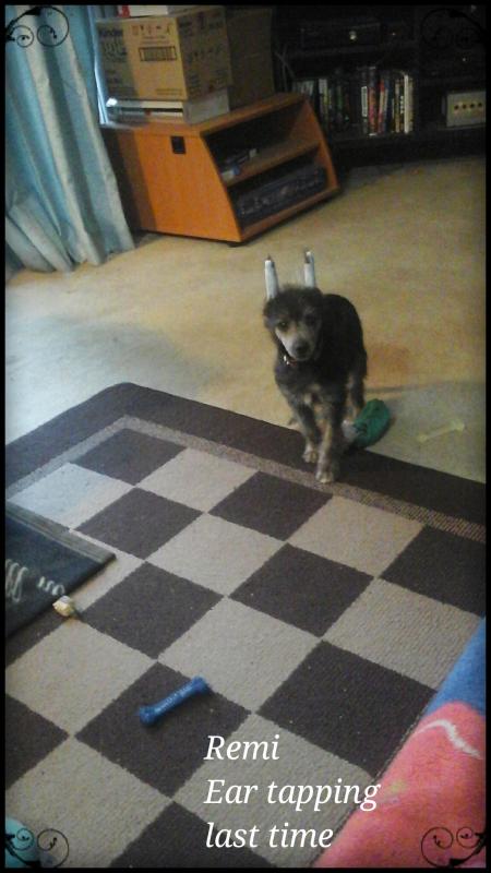 REHOMING my Puppy ASAP Image eClassifieds4u