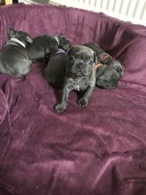 Blue French Bulldogs For Sale. Kc Reg