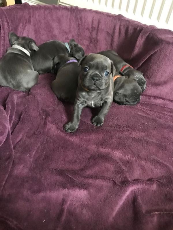 Blue French Bulldogs For Sale. Kc Reg Image eClassifieds4u