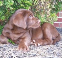 Accurate Best Chocolate Labrador Pups Ready Now.Text (437 370 5262