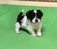 Adorable Best Shih Tzu Pups For Good Homes.Text (437 370 5262