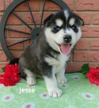 Available Raised Pure Breed Siberian Husky Pups Ready Now.Text (437 370 5262