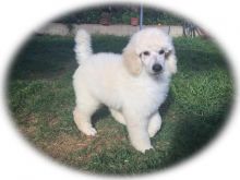 Available Raised Toy Poodle Pups Available Now.Text (437 370 5262
