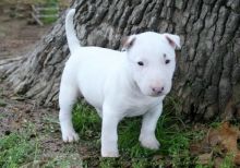 Beautiful Bull terrier puppies