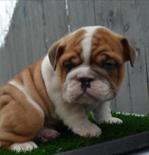 Ckc Best Treated English Bulldog Pups Ready Now.. Text (437 370 5262