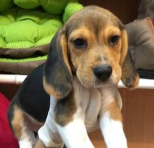 Cute male and female Beagle Puppies available