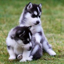 male and female adorable Siberian husky puppies