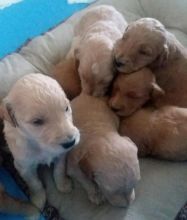 Sweet Male And Female Goldendoodle Pups. Text (437 370 5262