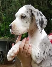 Treated Best Great Dane Pups For Good Homes.Text (437 370 5262